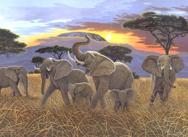Malen nach Zahlen 40x32,5cm Elefanten
